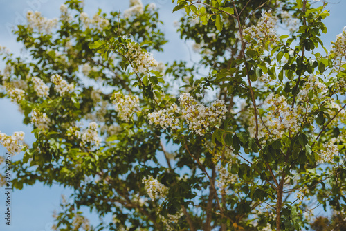 White Crepe Myrtle Tree in Spring