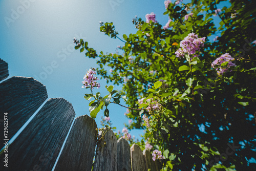 Pink Flowering Crepe Myrtle in Bloom