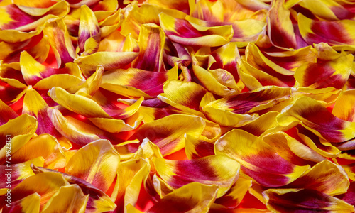 close up of red and yellow petals on the ground with selective focus