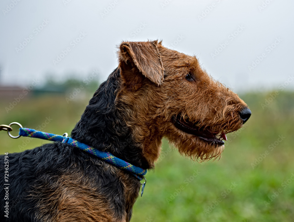 Portrait of a purebred dog of the breed Airedale Terrier. Portrait of a purebred dog of the breed Airedale Terrier.