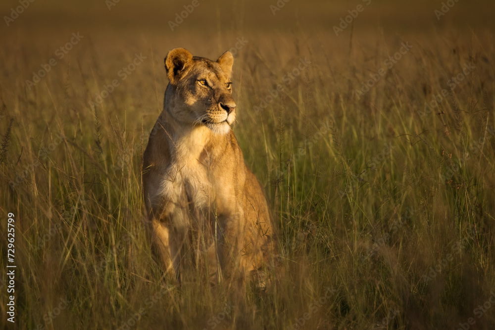 Fototapeta premium Lioness in the grass with looking for the hunt during safari in Maasai Mara, Kenya