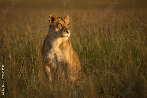 Lioness in the grass with looking for the hunt during safari in Maasai Mara, Kenya photo