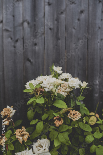 White Rose Bush deteriorating