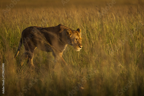 Lioness in the grass with looking for the hunt during safari in Maasai Mara, Kenya