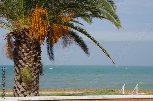 Marina di Casalbordino - Abruzzo coast - A palm tree located on the waterfront