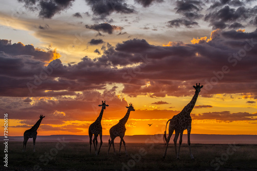 Giraffe during safari with amazing sunset in background. Maasai Mara, Kenya