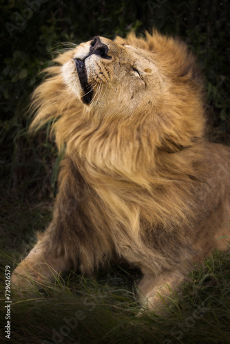 Photography Lion shaking his head during safari in Maasai Mara, Kenya