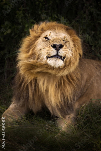 Lion shaking his head during safari in Maasai Mara  Kenya