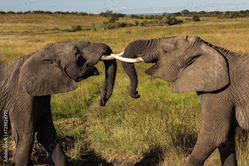 Photography Two young elephants playing during safari in Maasai Mara, Kenya