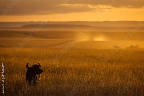 Bufalo at the sunset with beautiful light during safari in Maasai Mara, Kenya