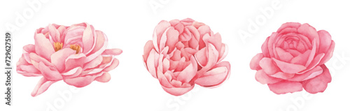 Peonies flowers watercolor, Pink flowers