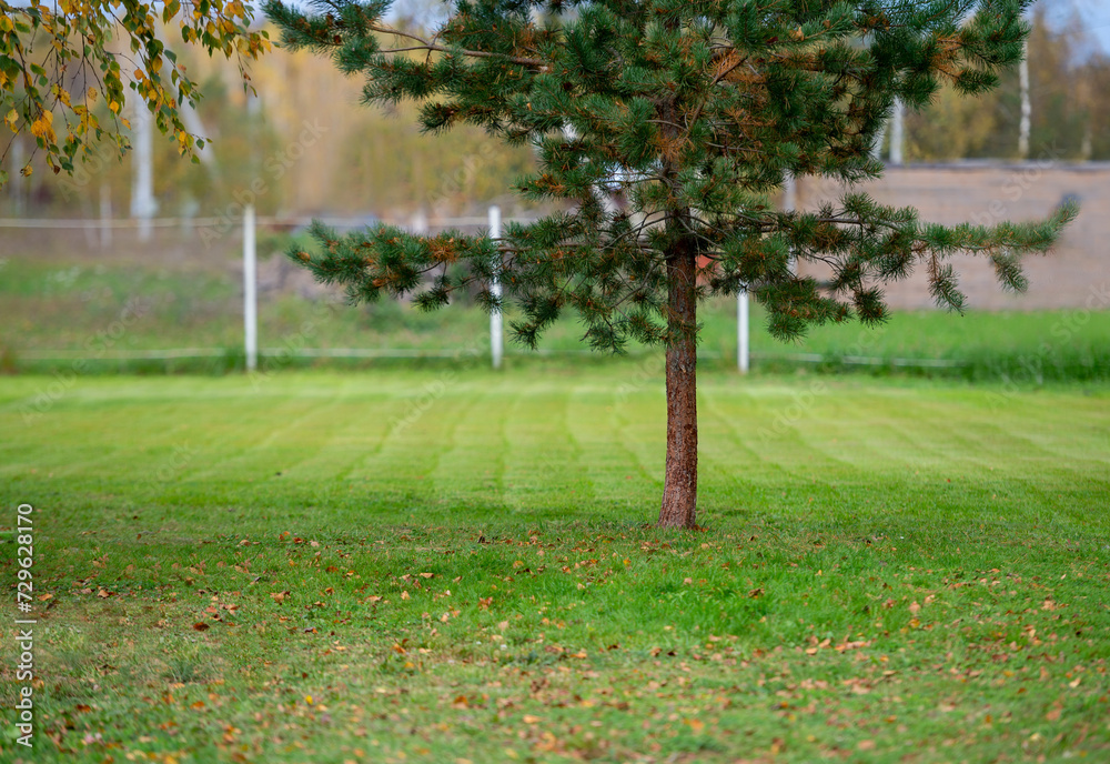 Fototapeta premium Pine tree in the garden, freshly cut lawn