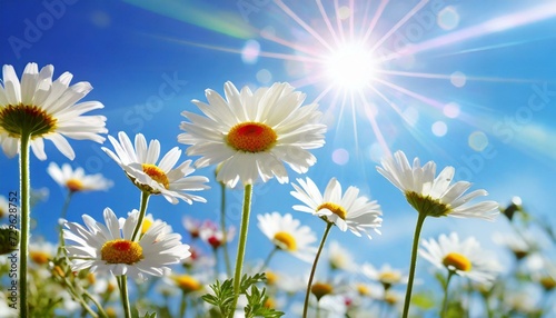 daisies of the sky
