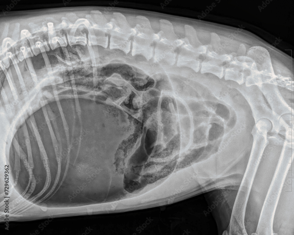 dilatationtorsion syndrome of the stomach in an 11yearold Brittany spaniel dog abdominal x