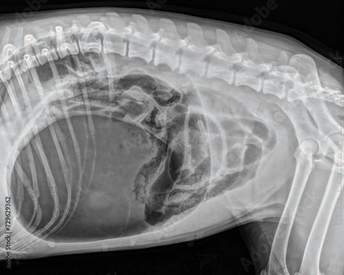 dilatation-torsion syndrome of the stomach in an 11-year-old Brittany spaniel dog: abdominal x-ray