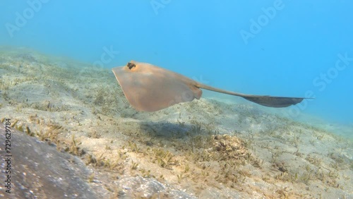 Amazing stingray fish swimming in the blue sea undewater photo