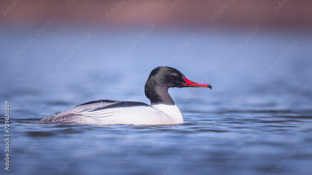 Common Merganser (Mergus merganser) gliding on water Common Merganser (Mergus merganser) gliding on water