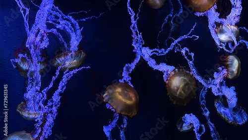 Pacific seanettle Jellyfish, 4K UHD