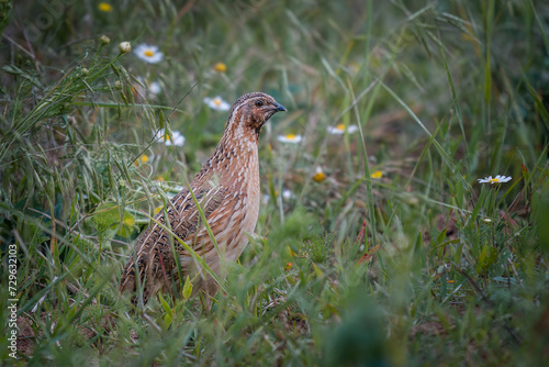 Common Quail (Coturnix coturnix) among grass and wildflowers