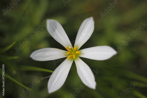 Nature Wild Flowers Background