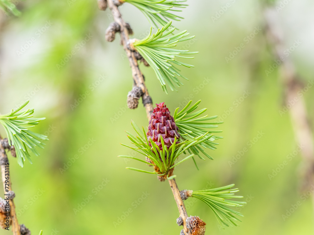 Larch tree fresh pink cones blossom at spring on nature background Larch tree fresh pink cones blossom at spring on nature background