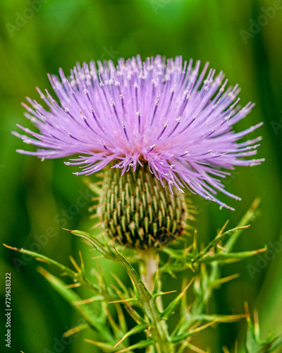 Texas Thistle in Bloom