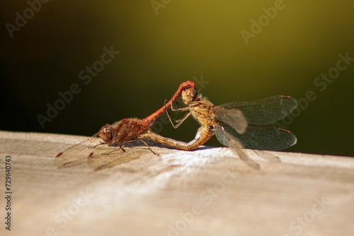 macro of a dragonfly