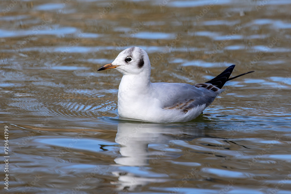 The European Herring Gull, Larus argentatus is a large gull The European Herring Gull, Larus argentatus is a large gull