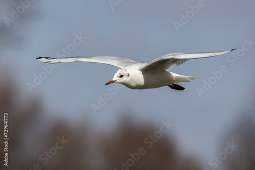 The European Herring Gull, Larus argentatus is a large gull. Here flying in the air.