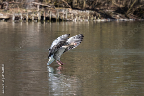 The greylag goose spreading its wings on water. Anser anser is a species of large goose