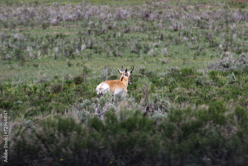 Pronghorn