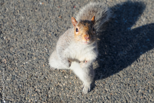 Canvas Print friendly squirrel standing in the central park looking for food close up, friend