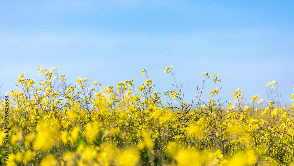 Spring background on blue sky and selective focus on flowers and blur background for copy. Spring background on blue sky and selective focus on flowers and blur background for copy.