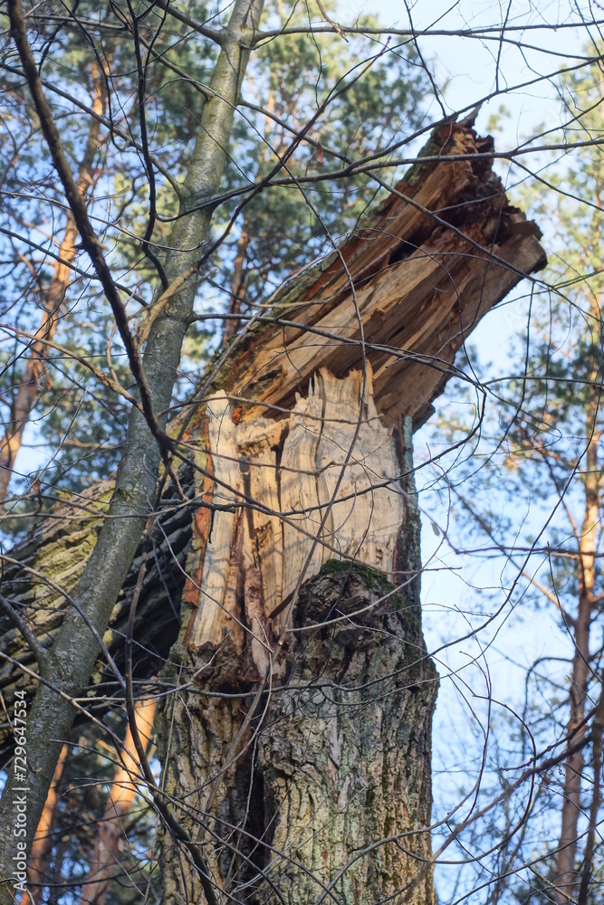 Fototapeta premium one large gray broken oak tree in the forest