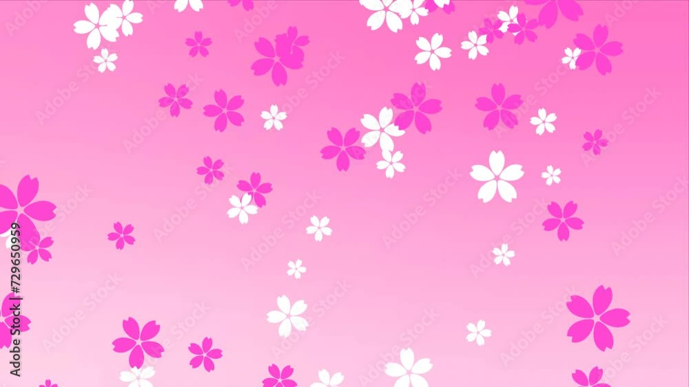 Falling cherry blossom on pink background Loop 4k Falling cherry blossom on pink background Loop 4k