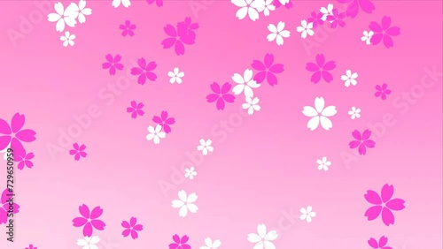 Falling cherry blossom on pink background Loop 4k