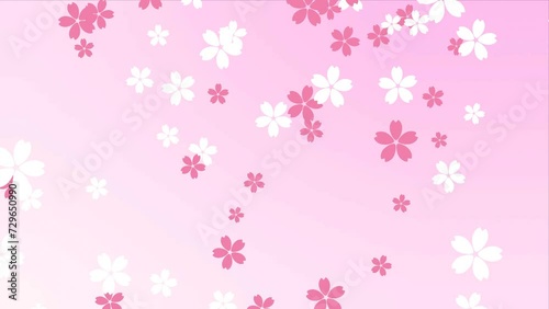 Falling cherry blossom on pink background Loop 4k