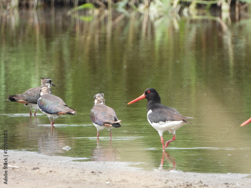 Obraz premium Birds walking in line in the water