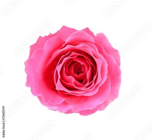 One beautiful pink rose isolated on white