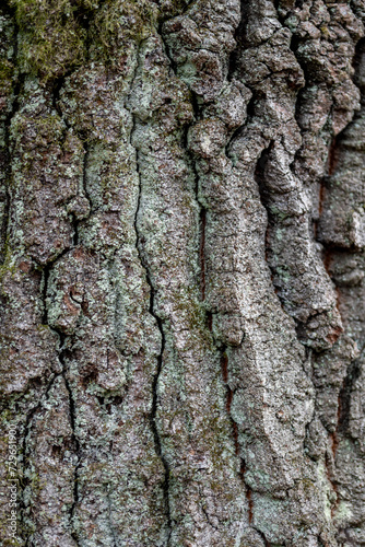 Background and pattern. rustic wood bark texture background of common hornbeam.