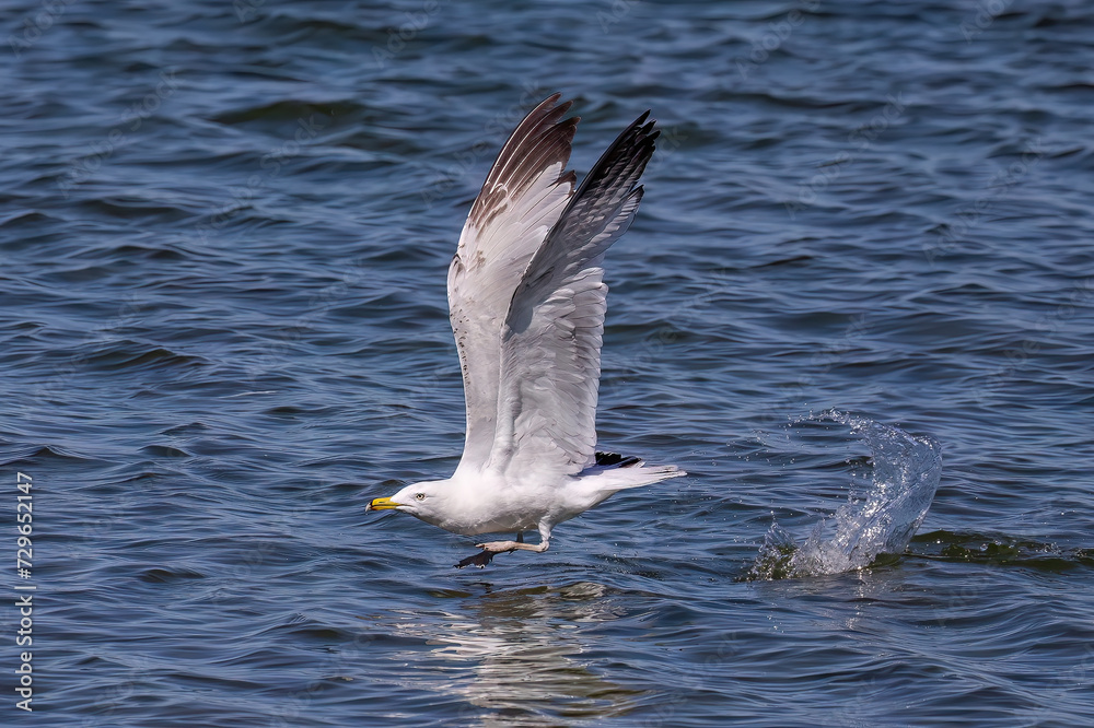 Fototapeta premium The ring-billed gull (Larus delawarensis) in flight, is a medium-sized gull