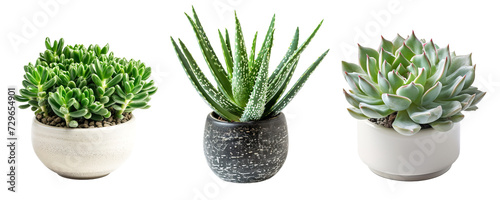 Tiny cute succulent plants collection on ceramic pots over isolated transparent background photo