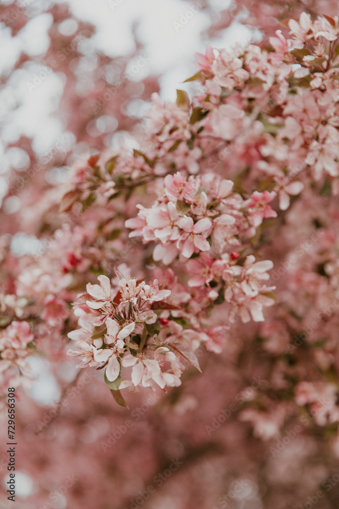 Pink blossom in spring