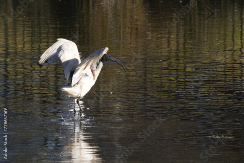 Playford wetland with a captured fish in its beak