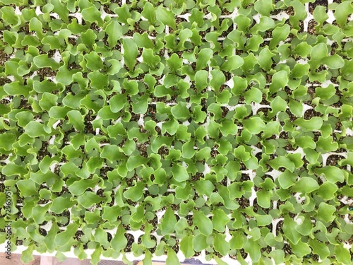 Salatanzucht in Japan - Growing lettuce in japan