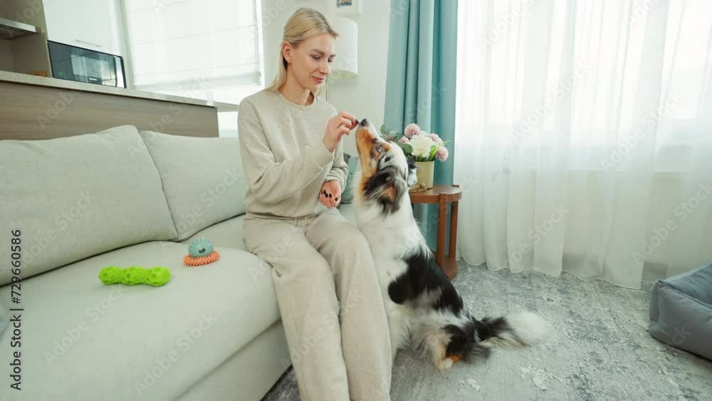 Home-based canine education as woman works with her Australian Shepherd Home-based canine education as woman works with her Australian Shepherd