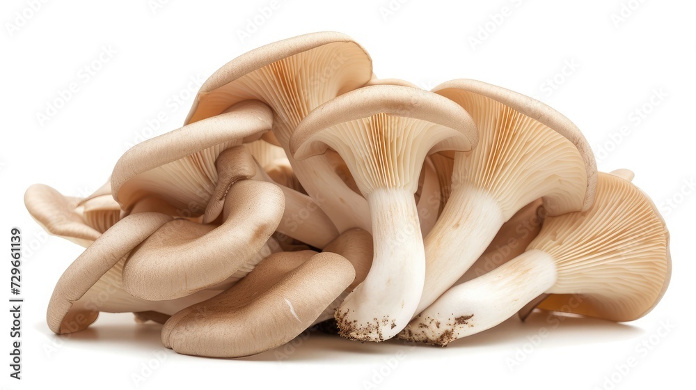 Oyster mushrooms isolated on a white background. Oyster mushrooms isolated on a white background.