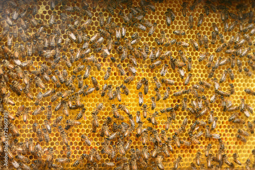 A beehive with bees. Close up macro.