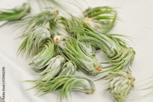 Green tillandsia air plants on a white background photo