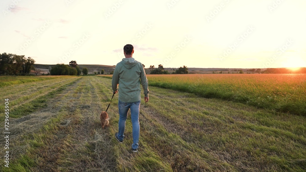 Owner walks with cocker spaniel dog waving tail along empty field at sunset on horizon owner man enjoys country weekend with dog companion in park man with spaniel dog in evening field on vacation
